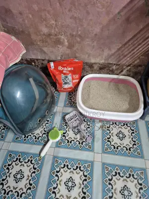 সাদা পার্সিয়ান বিড়াল