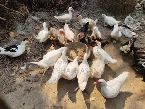 White Muscovy Ducks