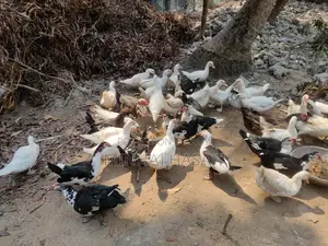 White Muscovy Ducks