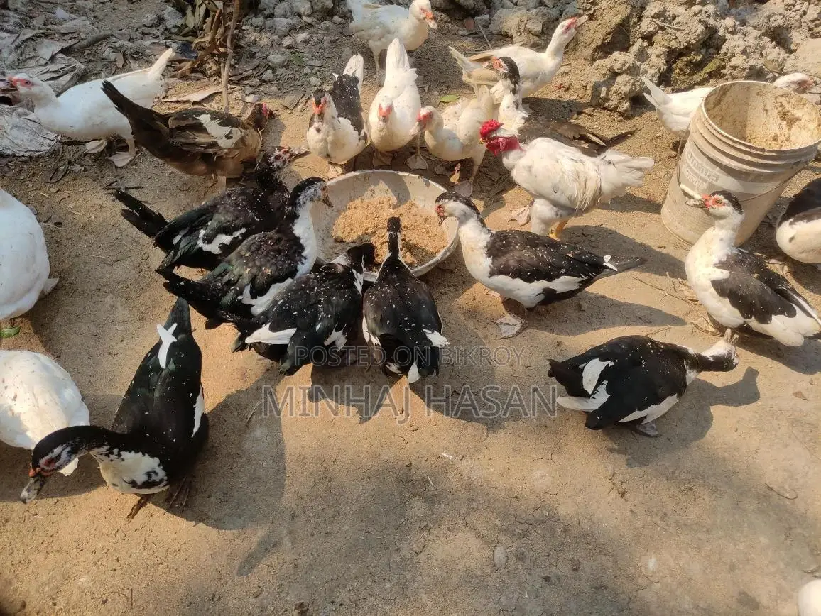 White Muscovy Ducks
