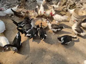 White Muscovy Ducks