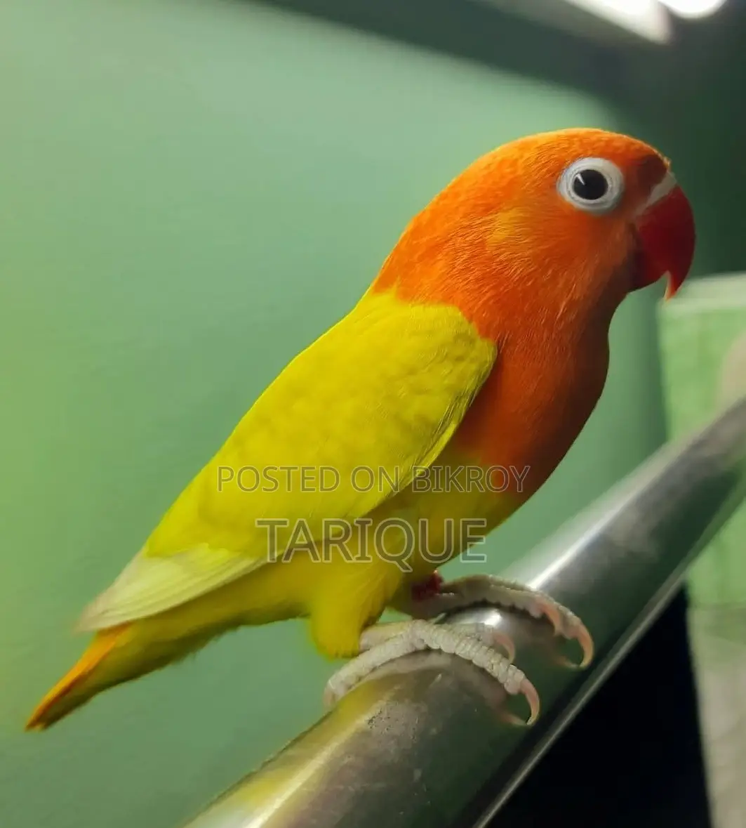 Decino Opaline Love Bird
