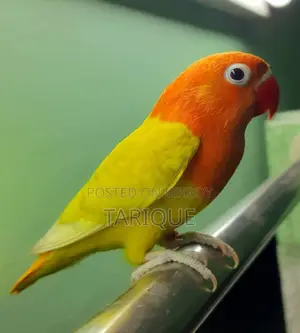 Decino Opaline Love Bird