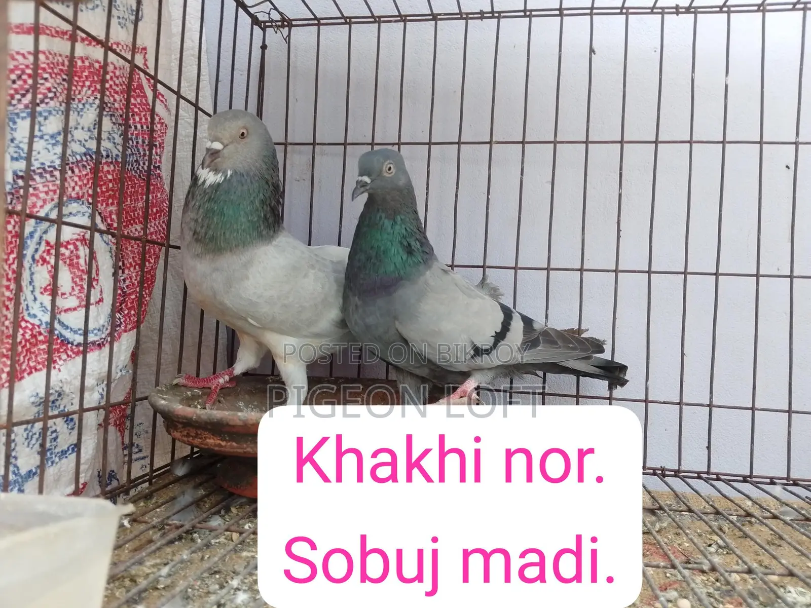 Running Pigeons for Sale