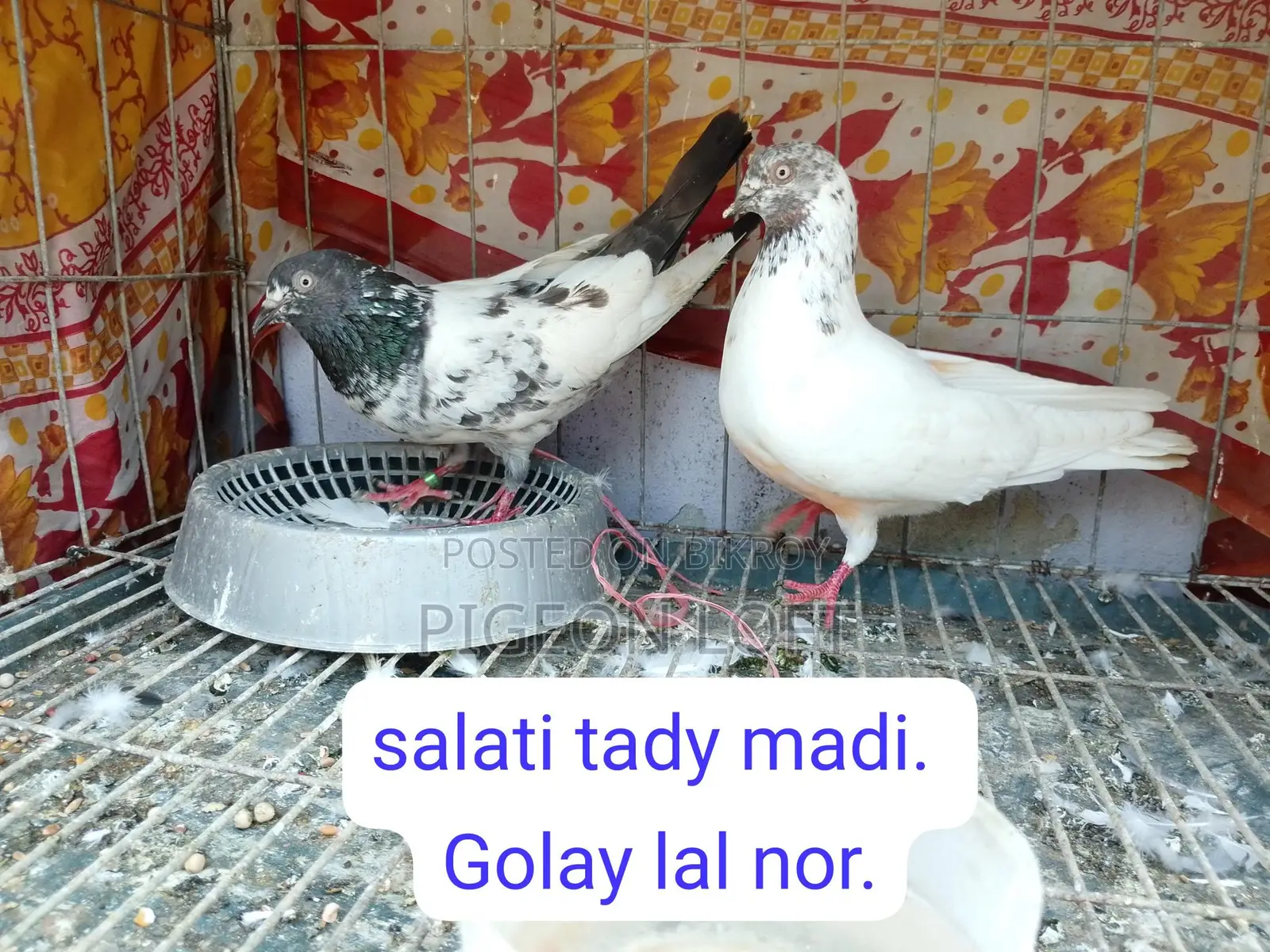 Running Pigeons for Sale