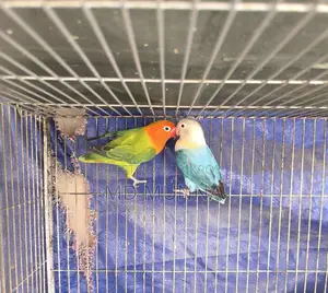 Two Lovebirds