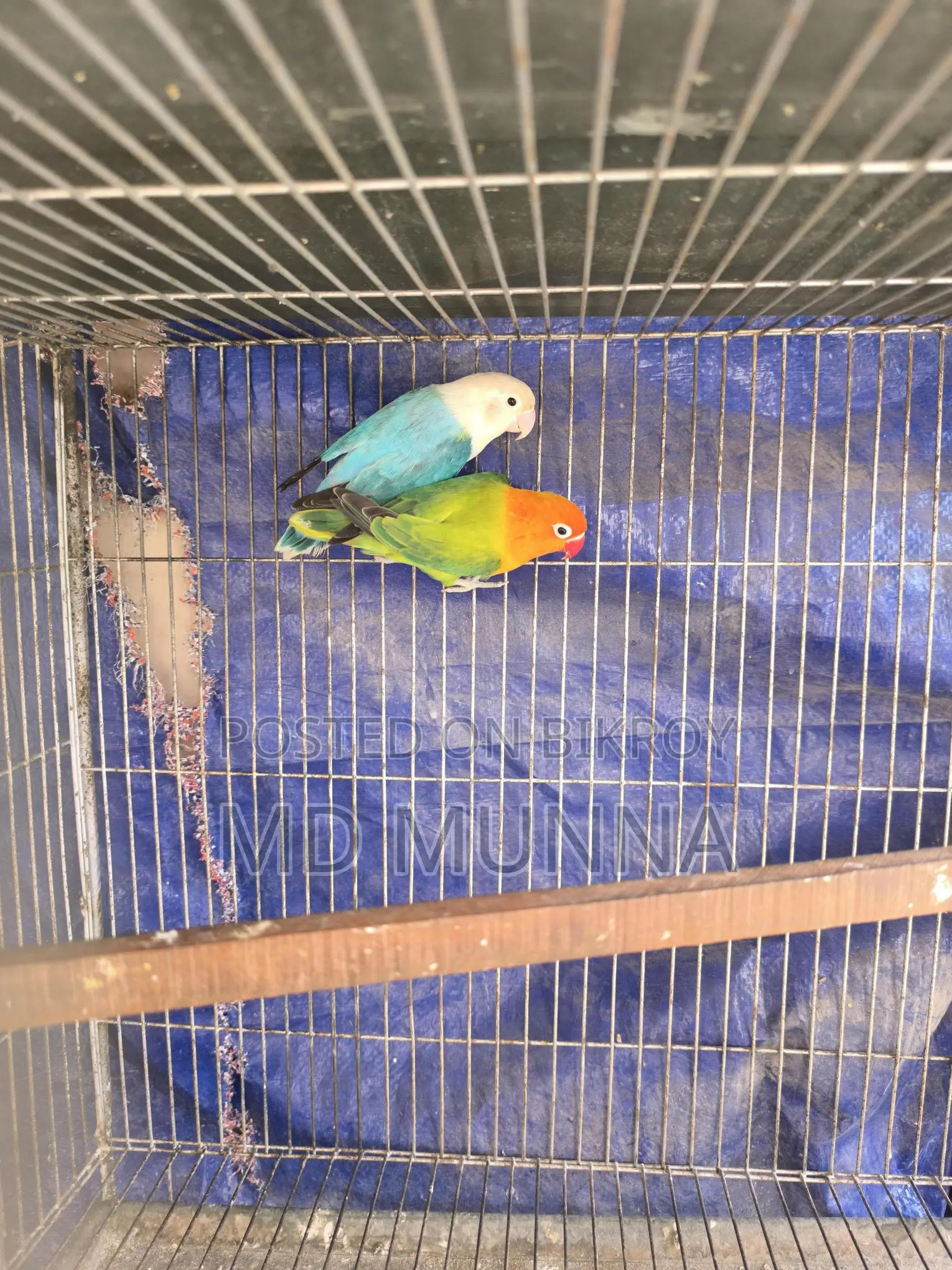 Two Lovebirds