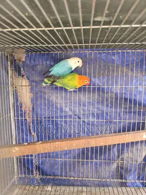 Two Lovebirds