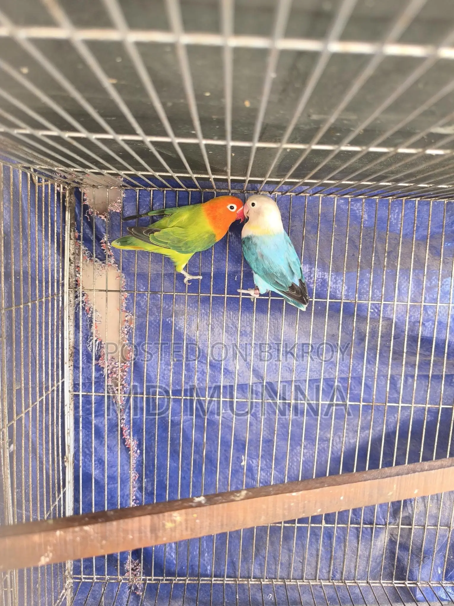 Two Lovebirds