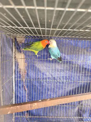 Two Lovebirds