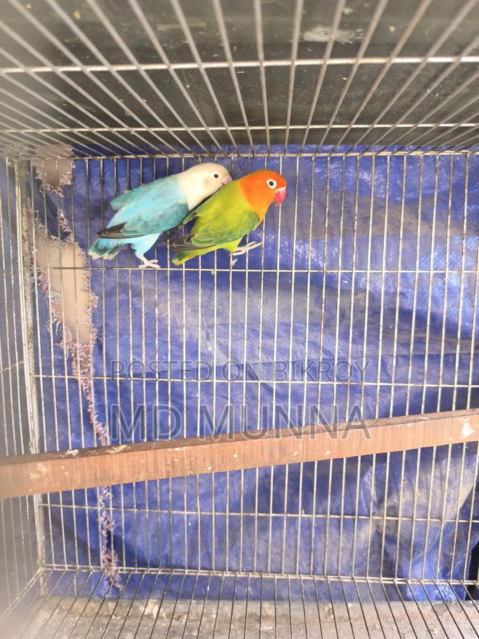 Two Lovebirds