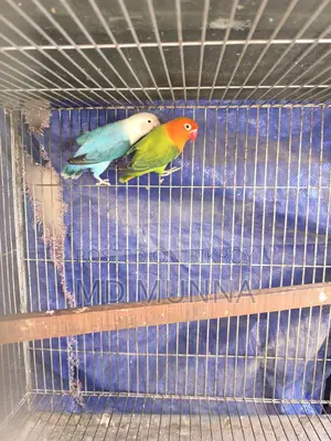 Two Lovebirds