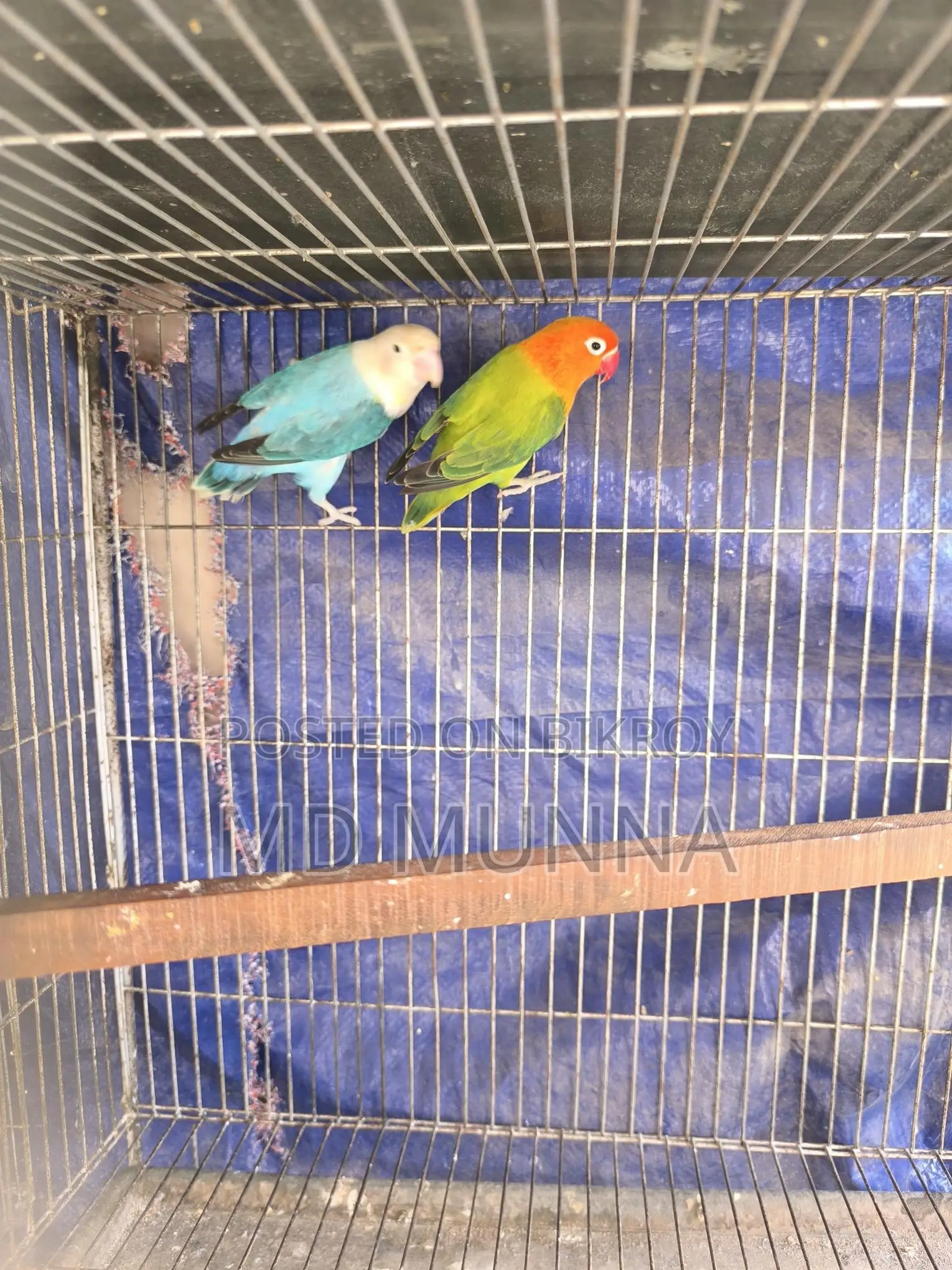 Two Lovebirds