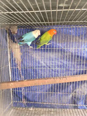 Two Lovebirds