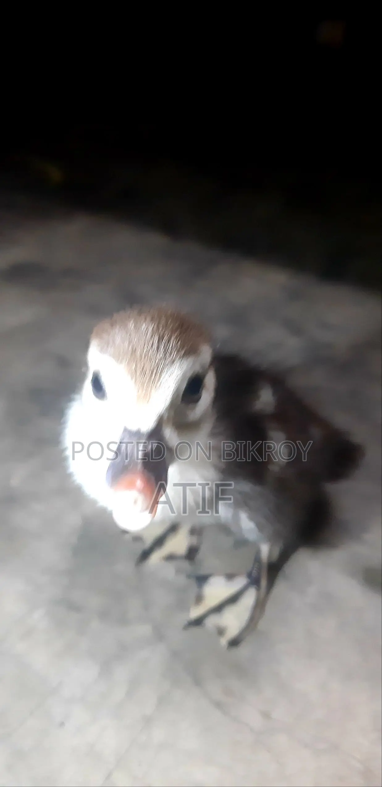 Chinese Ducklings