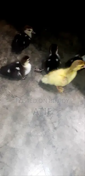 Chinese Ducklings