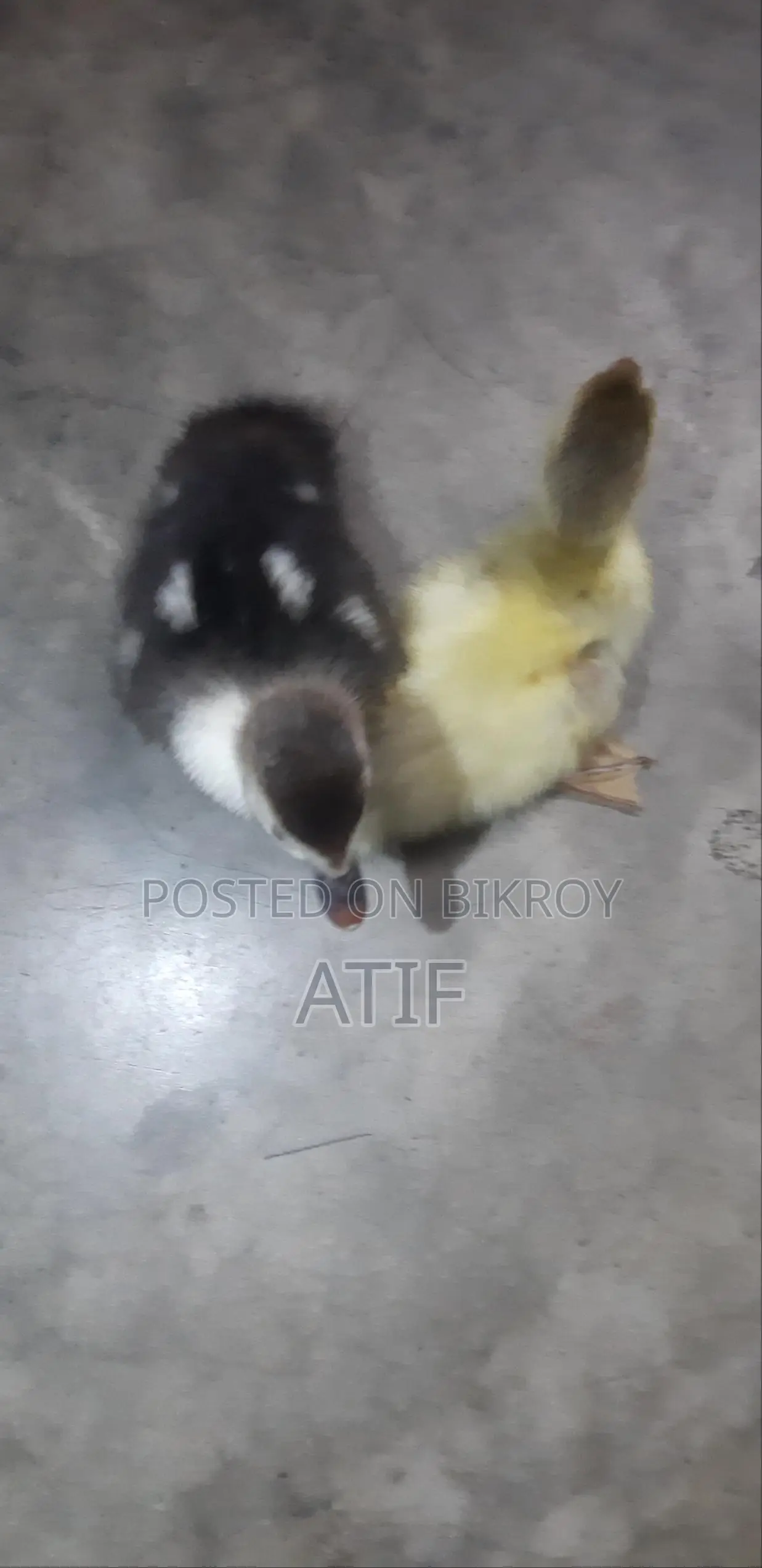 Chinese Ducklings