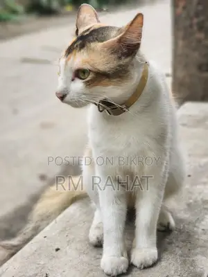 Adoption cat