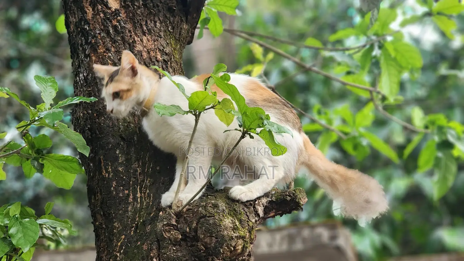 Adoption cat