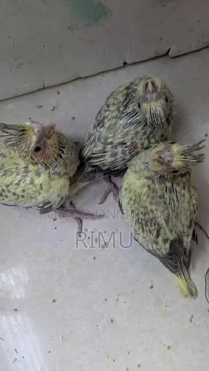 Cockatiel Bird
