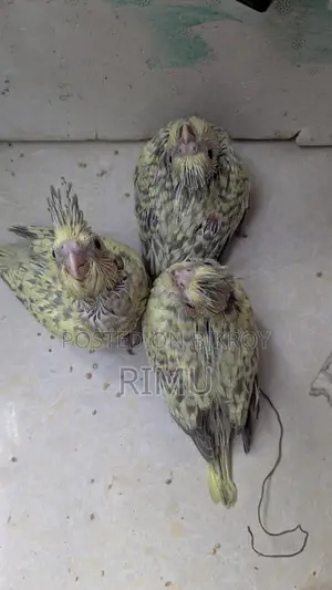Cockatiel Bird