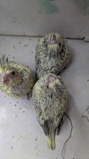 Cockatiel Bird