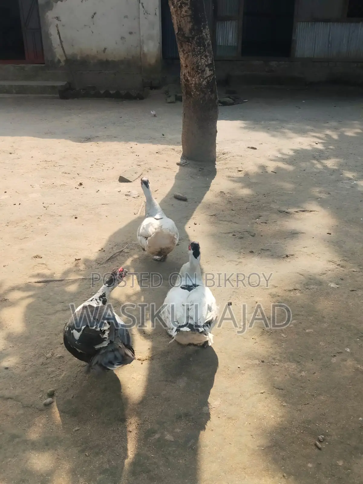 চীন হাস