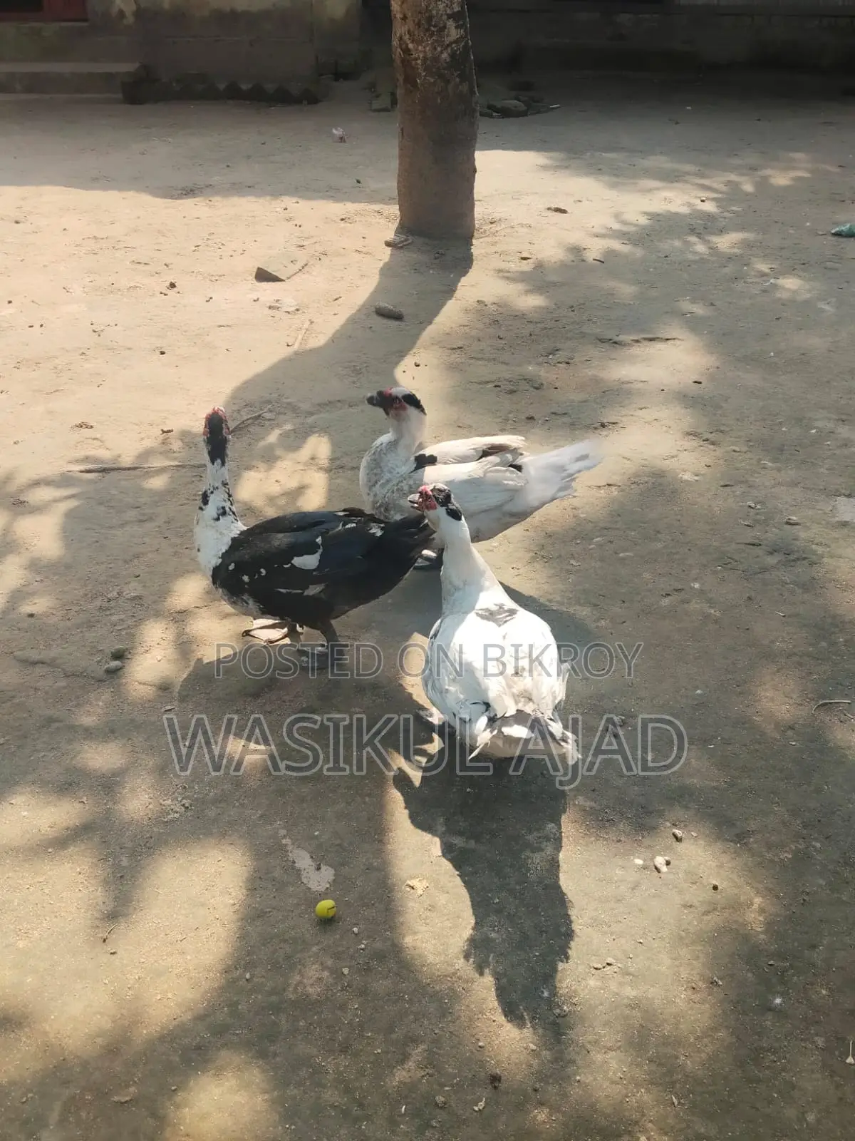 চীন হাস