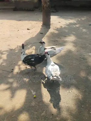 চীন হাস