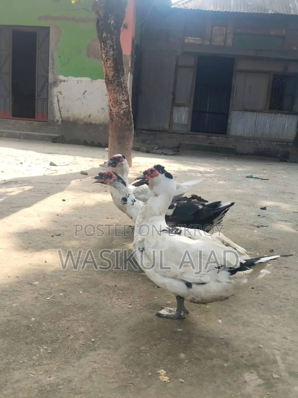 চীন হাস
