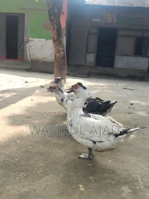 চীন হাস