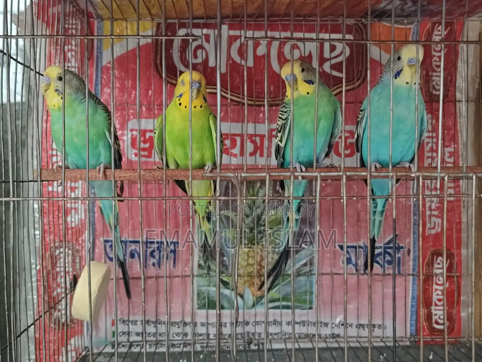 ৩ পিস বাংলিশ রানিং বাজরিগার মেল বিক্রয় হবে