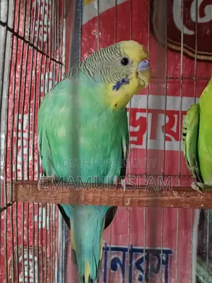 ৩ পিস বাংলিশ রানিং বাজরিগার মেল বিক্রয় হবে