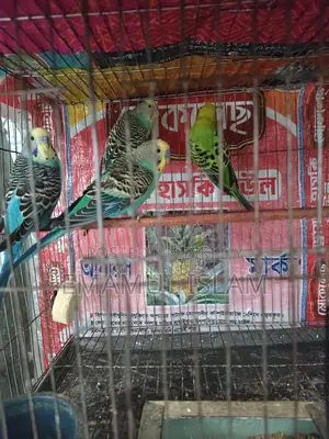 ৩ পিস বাংলিশ রানিং বাজরিগার মেল বিক্রয় হবে