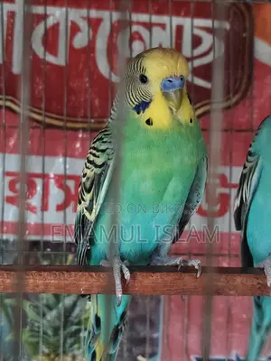 ৩ পিস বাংলিশ রানিং বাজরিগার মেল বিক্রয় হবে