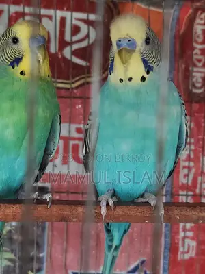 ৩ পিস বাংলিশ রানিং বাজরিগার মেল বিক্রয় হবে