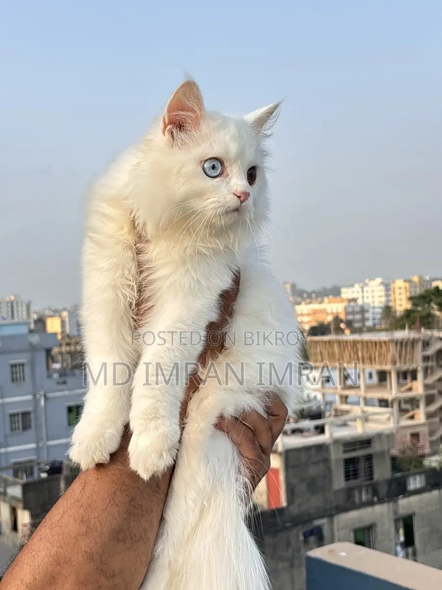 Traditional Persian Cat