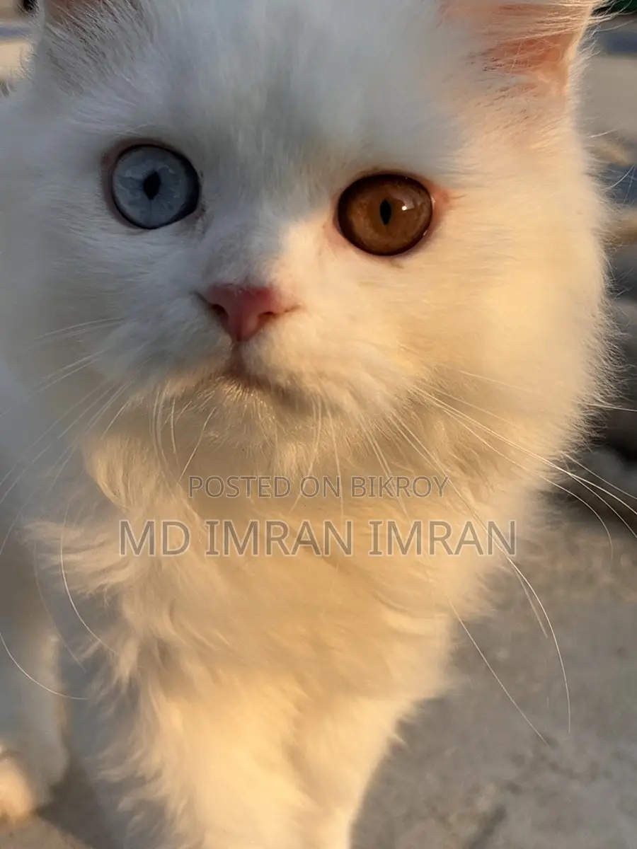Traditional Persian Cat