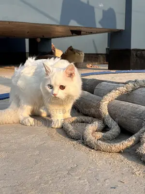 Traditional Persian Cat