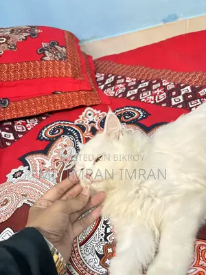 Traditional Persian Cat