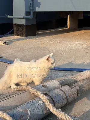 Traditional Persian Cat
