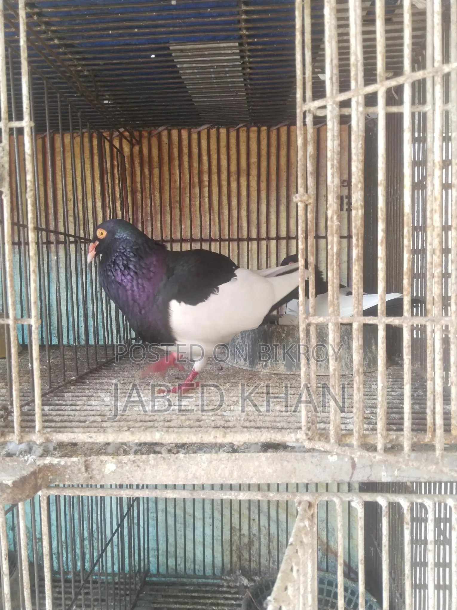 Magpie Pigeon
