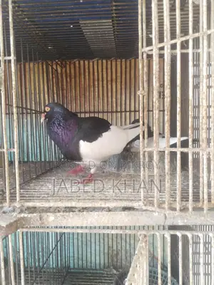 Magpie Pigeon