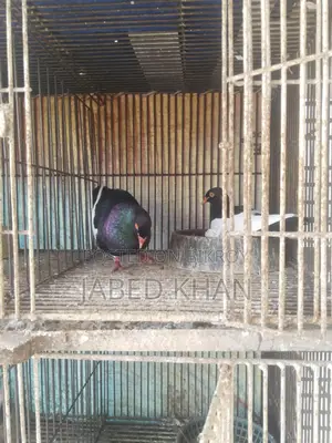 Magpie Pigeon