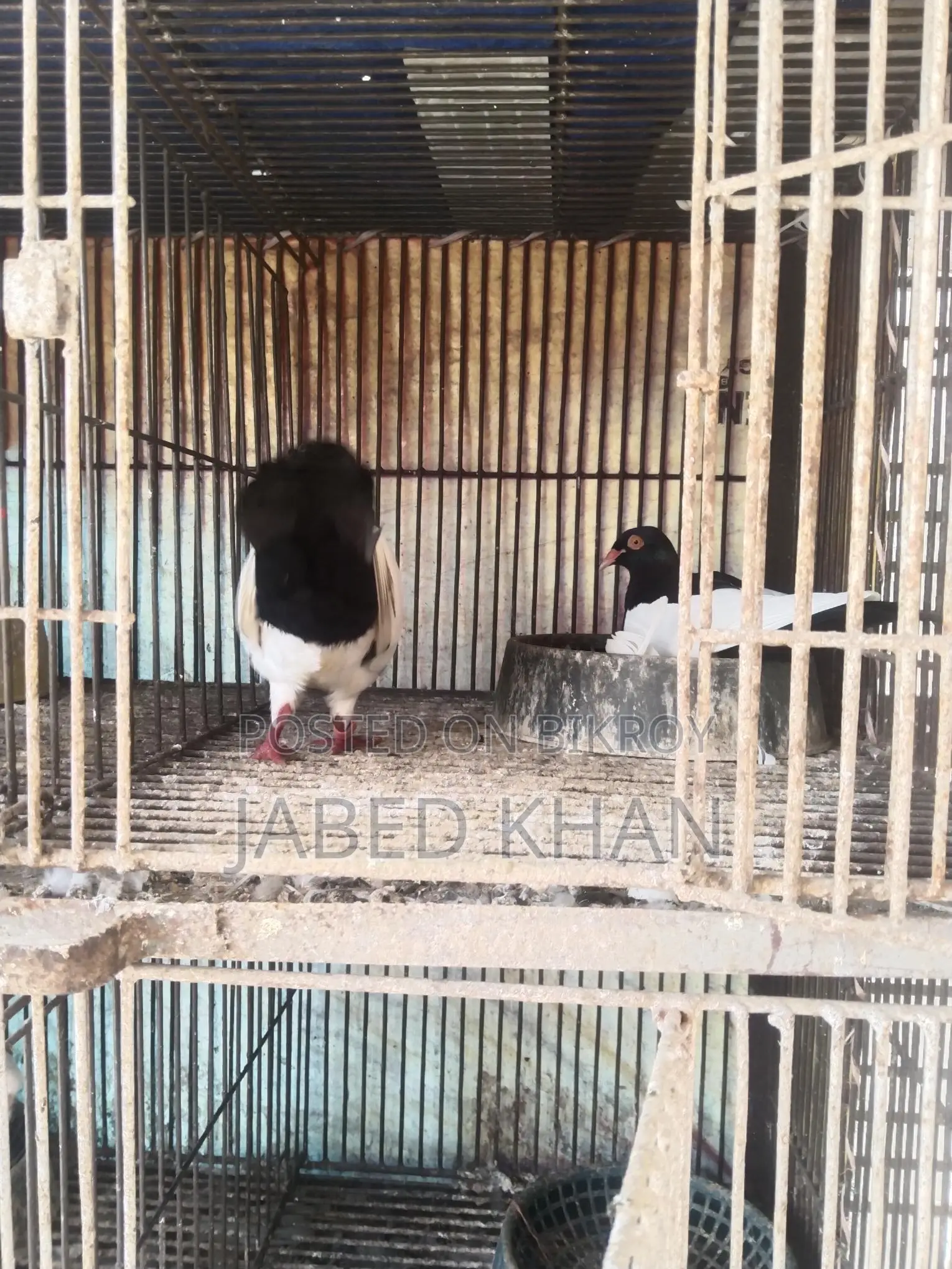Magpie Pigeon