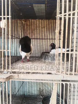 Magpie Pigeon