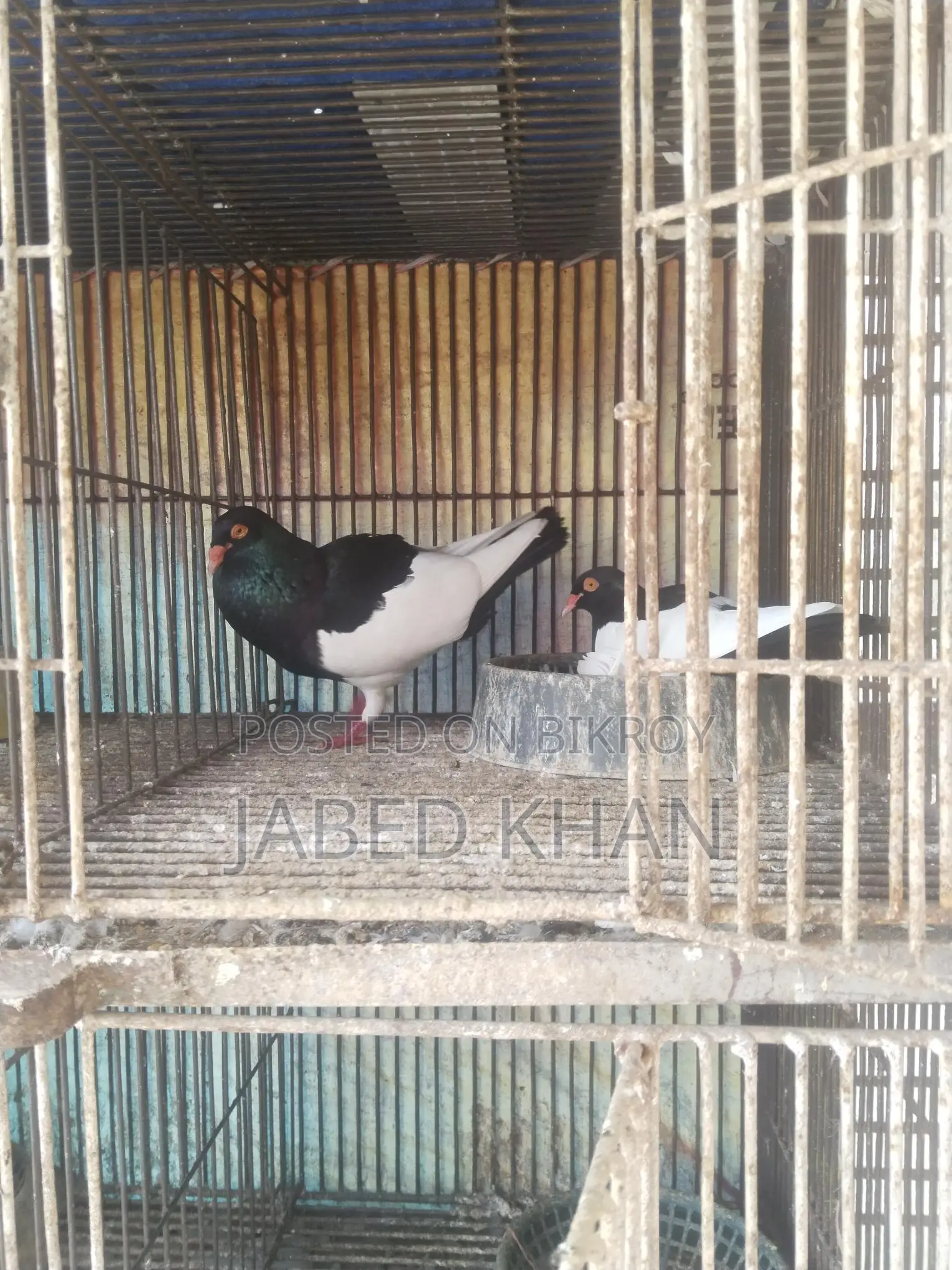Magpie Pigeon