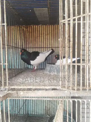 Magpie Pigeon