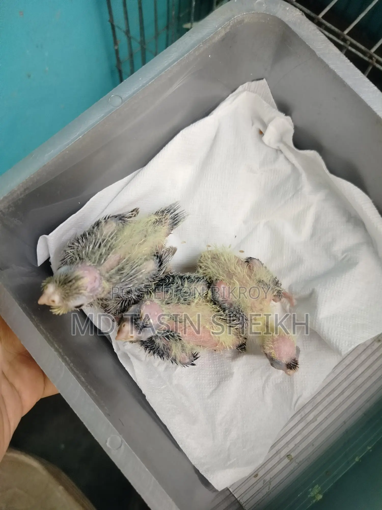 Cockatiel Baby