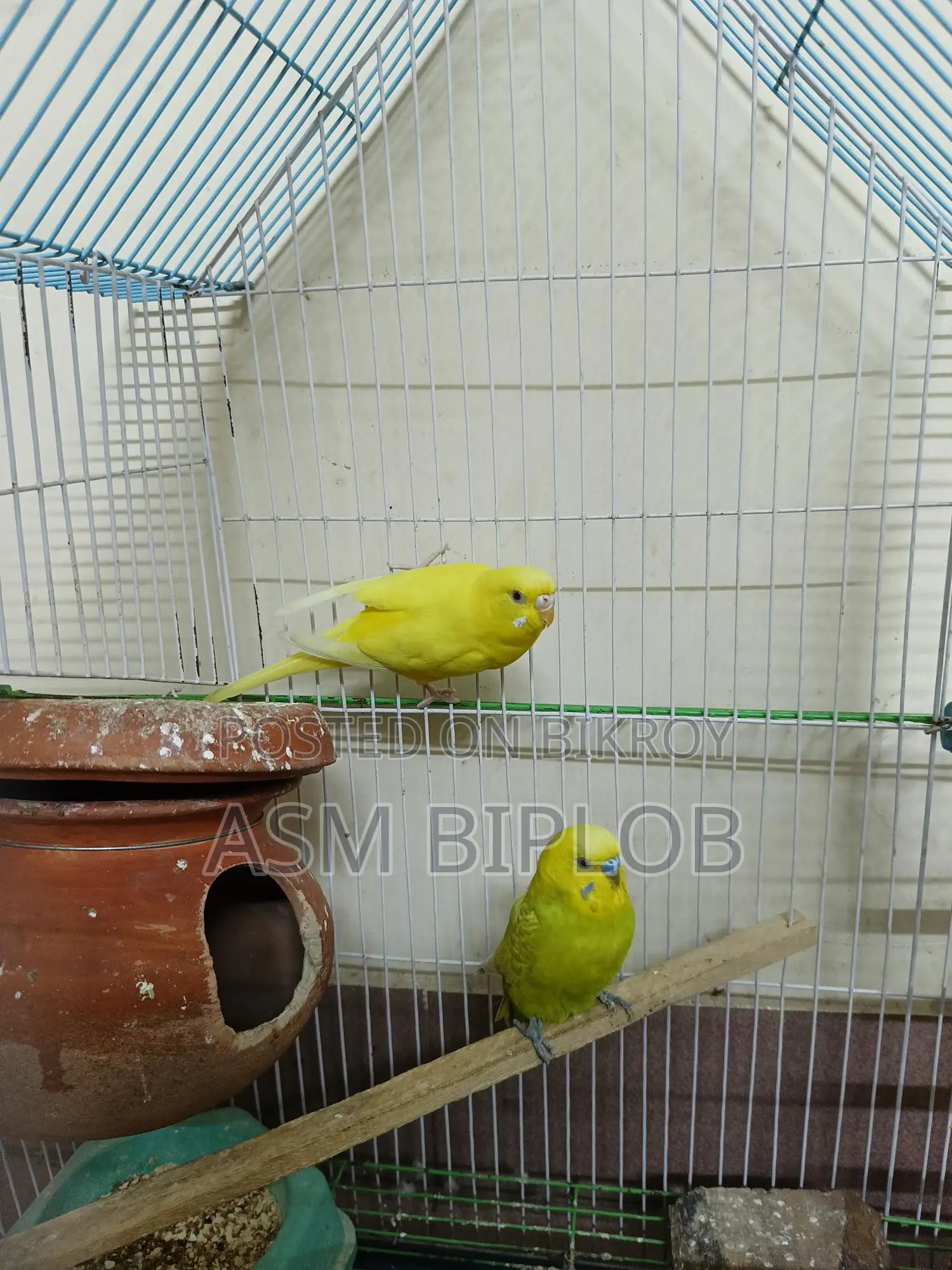 Lutino (Red Eye) Budgie Bird for Sale with Chinese Cage